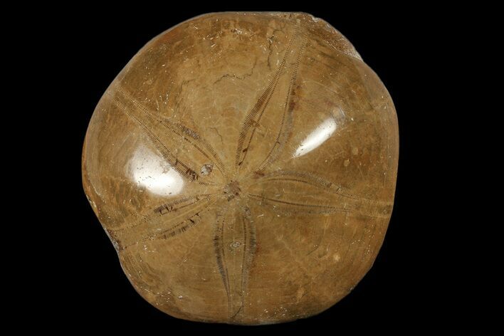 Polished Fossil Sand Dollar (Mepygurus) - Jurassic #88414